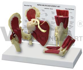 Mini-Muscled Joint Set